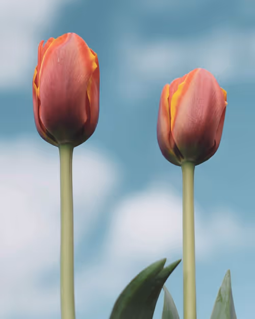 Item #61140817841535323188943582947873458398896939162862574355994582748024600002561 Media