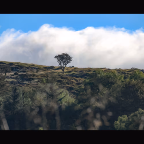 Lone Tree in Snowdonia