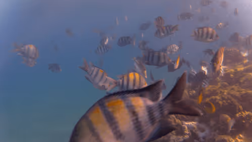 Item #32522392328516293709208538786472574869311995244495637720412795676137636233221 Media