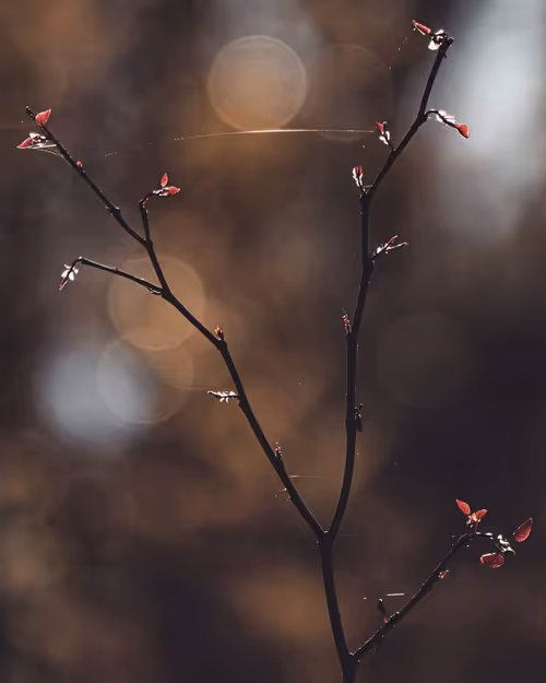 Item #61140817841535323188943582947873458398896939162862574355994582757920204652545 Media