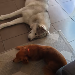 Pipa And Slyton