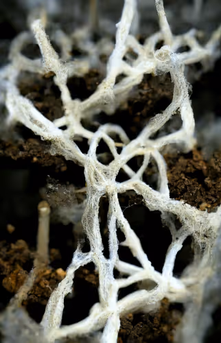 Cosmic Neural Mycelium