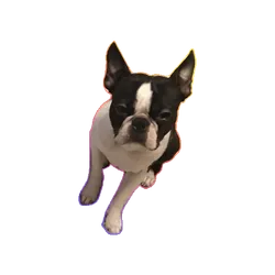 Dancing Doggo