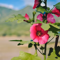 The Blooming moment #08