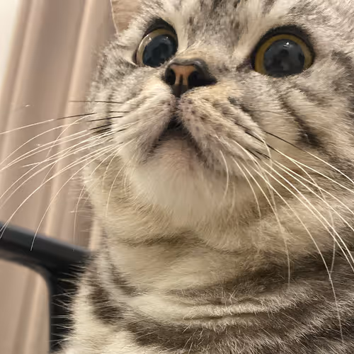 Bufficat