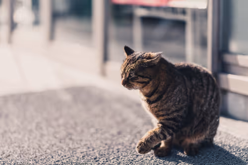 Item #26046832965360609860866363822675472440901155191145999038932145132928310968321 Media