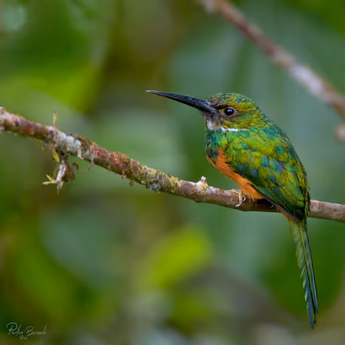 Item #76723362783280478533997952640177478162370392864243199552253501698613771763713 Media