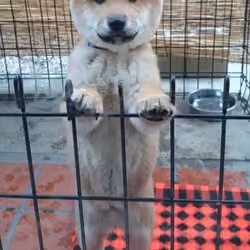My Shiba Baby