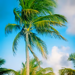 Palmtree