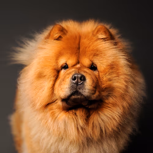 Chow Chow #DA040