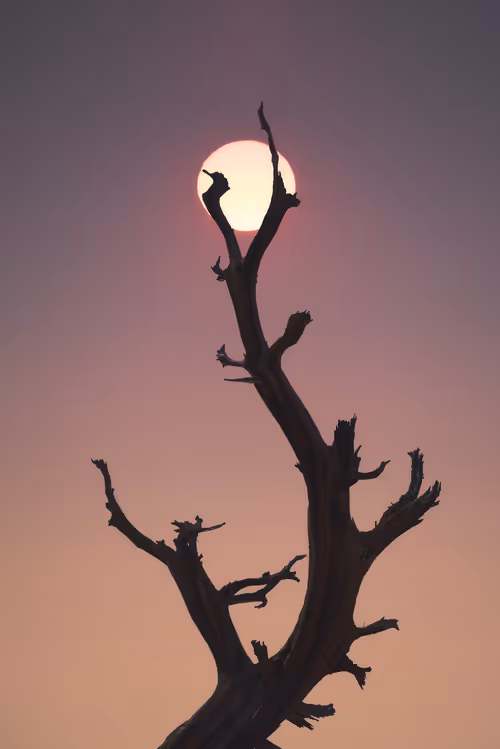 Item #39071023685345521589531013450918722216572370939070752972983331672913109581825 Media