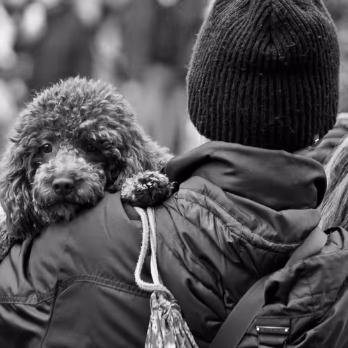 40449787652065743018640773044495240111019622512701765753694832771854883618817