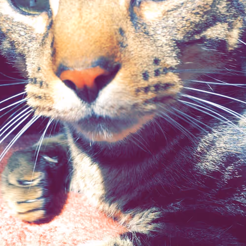 103404178097499436189674744024642702727411150258758370614762119600209102110721