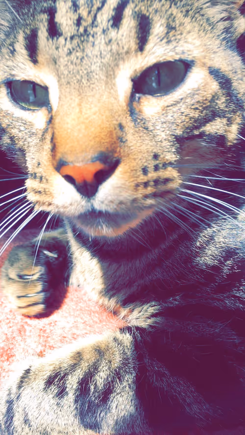 Item #103404178097499436189674744024642702727411150258758370614762119600209102110721 Media