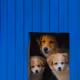 91498257853123395708515976828076199278402418804184031085036479539177249046538