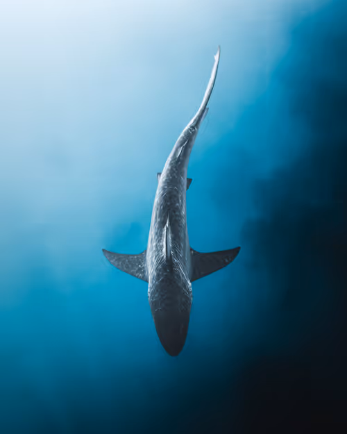 Item #83054766924673444604816267722836446190314772138657067753201581535405193297921 Media