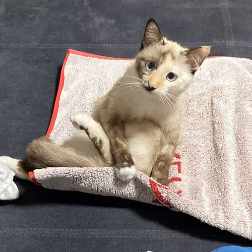 Untitled Collection #1096474892