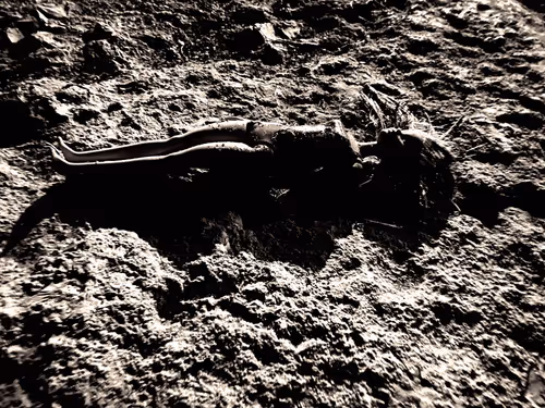 Item #115181010362545326070728044246309943952270019741492477779337668670092770017281 Media