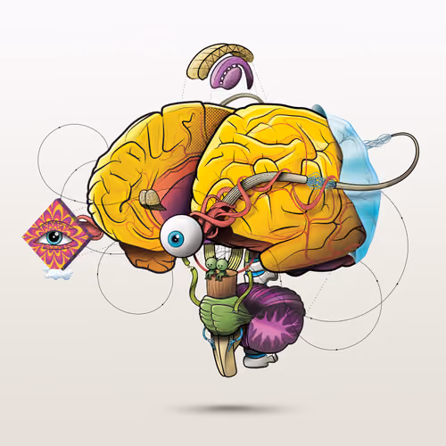 Human Brain Playground