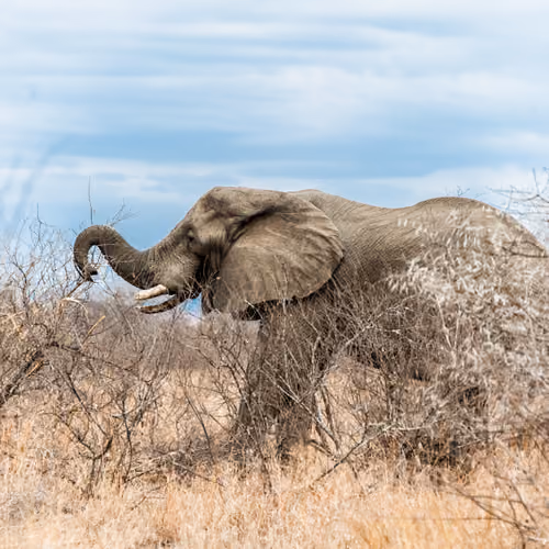 The Elephant (também chamado de fofo)