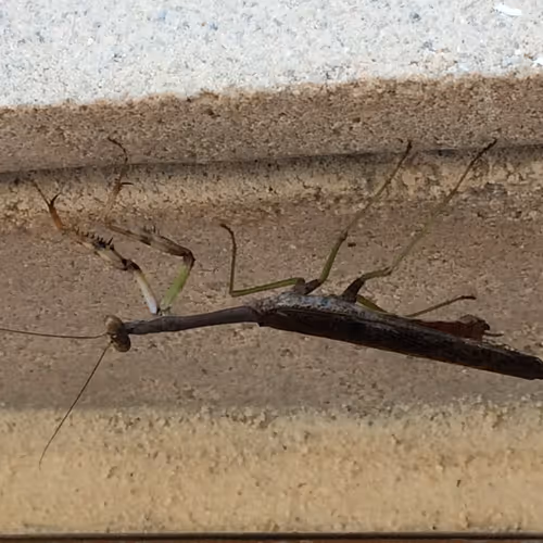 25372994447545615556595153878681400140350305593099141563031706306746842611713