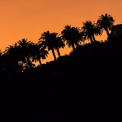Sunset over Palms