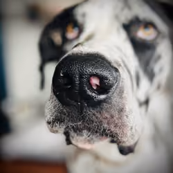 Boop 1