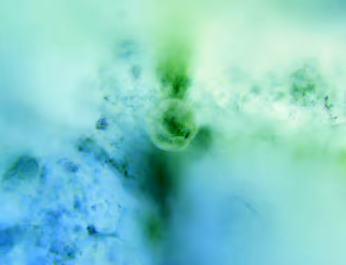 Item #71646257518770613568983710813551014237803002136866425209291833678848401080321 Media