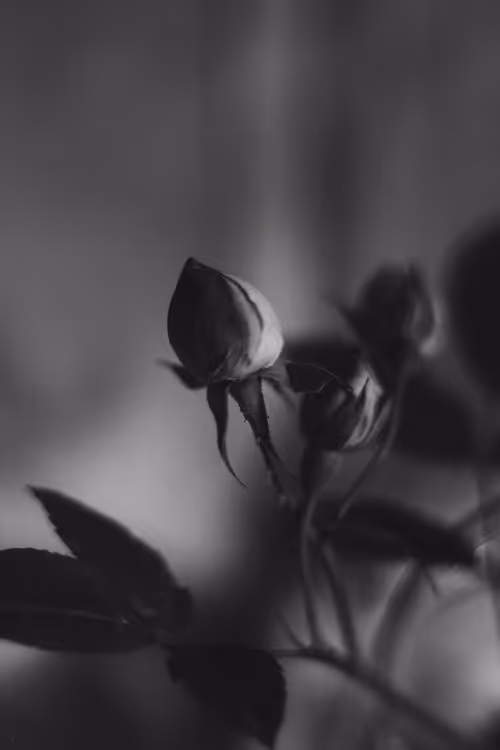 Item #114495732425891373745536168049683752920619799659036817548952625704033119633409 Media