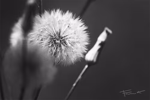 Item #100748379412919059267110879785057129888508222288536348751201759394167781326849 Media