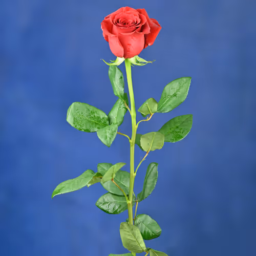 Red Rose.