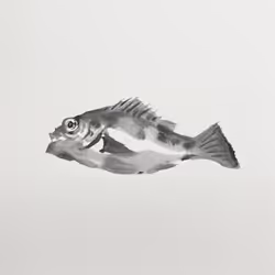 #rockfish022022