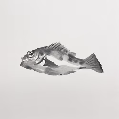 #rockfish022022