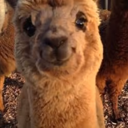 alpaca Jogi