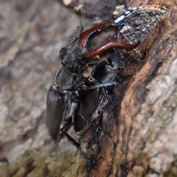 2Beetles