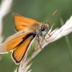 #49, Small Skipper