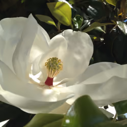 Magnolia