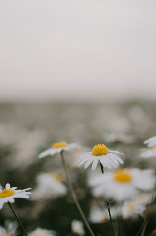 Item #89749655781633695214918973850275472722969414754438239918620403898585081446401 Media