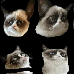 Frumpy Grumpy Cat HSWS#15