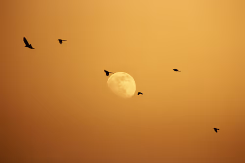 Item #54782985974607347148720532699414835129345073352407786523574901520926991450113 Media