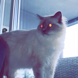 Cat 28