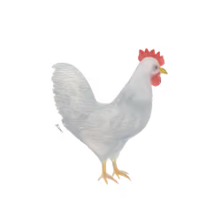 Chicken #7