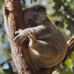 koala 28