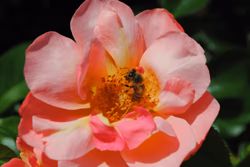 Item #40090172695085413256965535555586358742660933280315103792741764899858951438337 Media