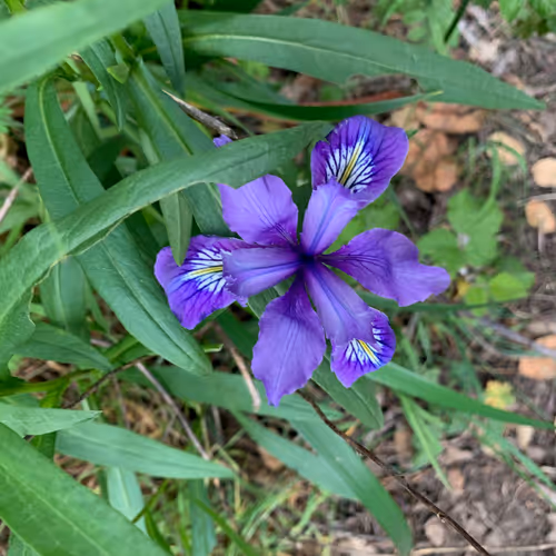 Item #81393590591900820048764161252744971355919767669927954307435201785995747917825 Media