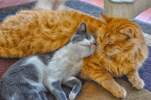 Photographic Art Collection by Jimi Albert