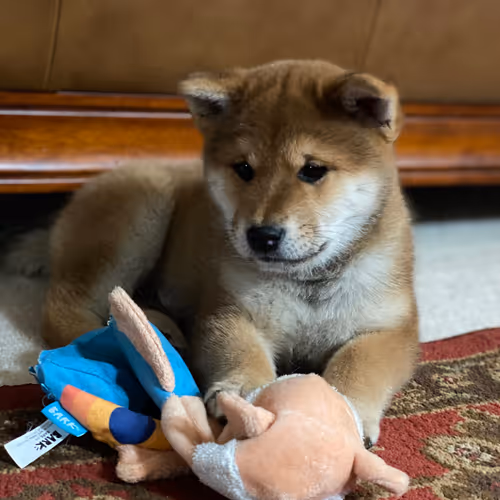 Cummy_Tokenz Collection