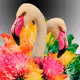 Flamingos_Lab Collection