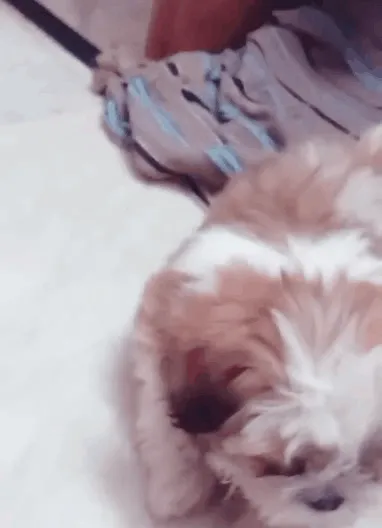 Item #62121686251446972173272091862159377047896999424671428629564572740666188103681 Media