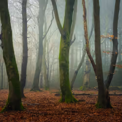 Fairy Forests #19 - Brothers